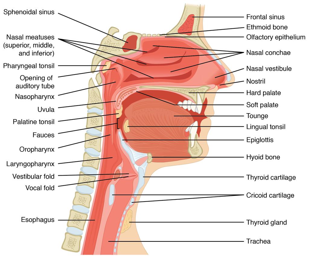 Upper Airway Several bones that help form the walls of the nasal cavity have air-containing spaces called the paranasal sinuses, which serve to warm and humidify incoming air.