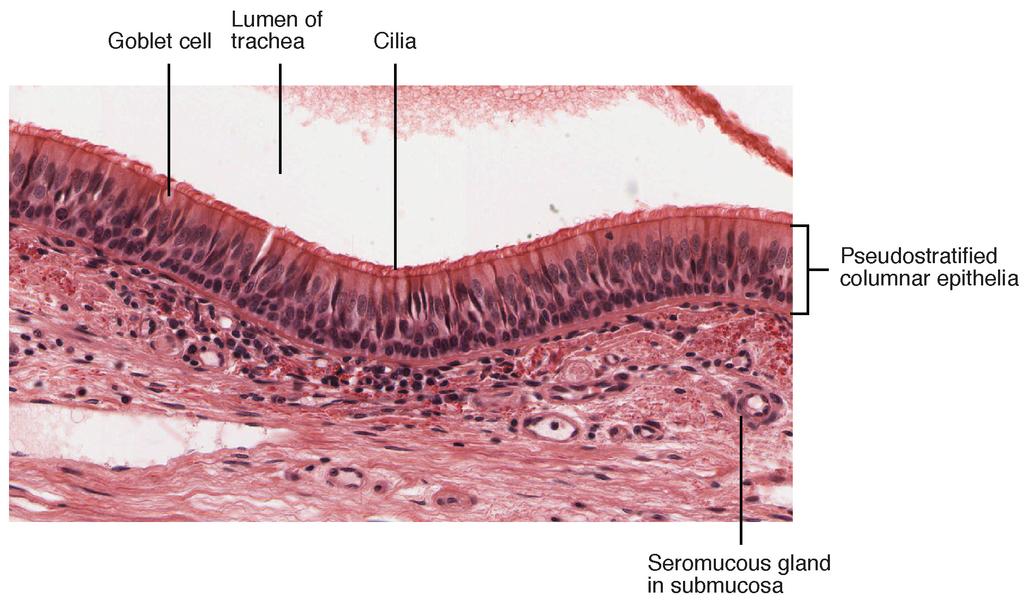 Pseudostratified Ciliated Columnar Epithelium Respiratory epithelium is pseudostratified ciliated columnar epithelium. Seromucous glands provide lubricating mucus. LM 680.