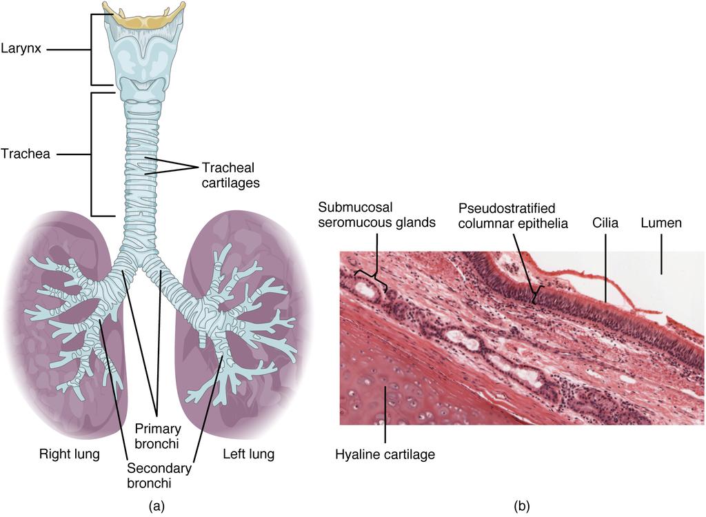 Organs and Structures of the Respiratory System Trachea The trachea (windpipe) extends from the larynx toward the lungs ([link]a).