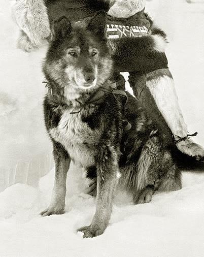 The Great Race of Mercy In 1925, 20 mushers and 150 sled dogs raced 674 miles in 5.