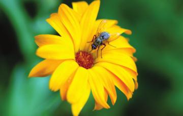 Animals that transfer from one plant to another are called pollinators.