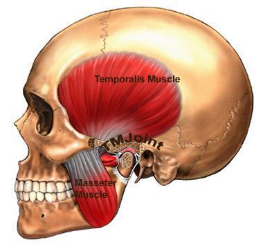 Type of Joint TMJ is a Synovial joint between : The condylar head of the mandible.