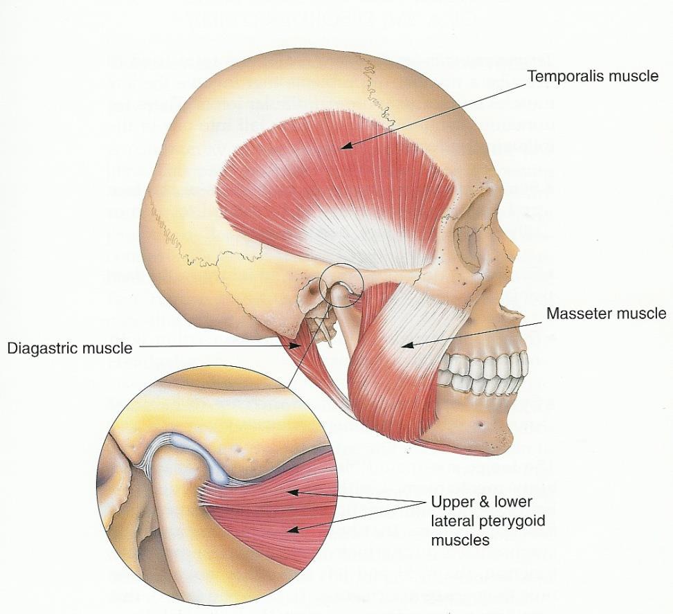 TMJ It functions bilaterally in union. The articular disc is movable during joint movements.