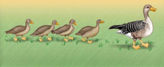 Proximate and ultimate perspectives on imprinting in graylag geese BEHAVIOR: Young geese follow and imprint on their mother.