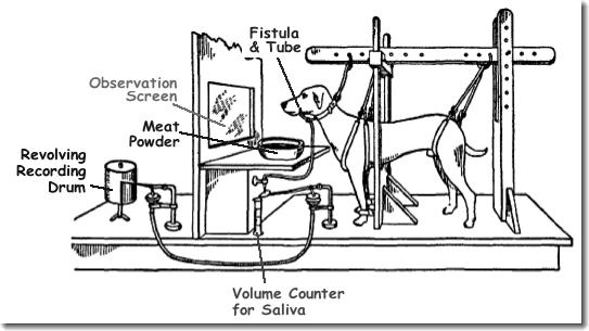 Pavlov s Research on Conditioning Animals had small incision in jaw to create a channel (fistula) through which saliva would flow and be collected & measured The Office: Conditioning (YouTube) Pavlov