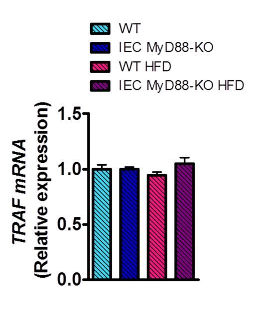 Supplementary Figure 4. Therapeutic effect of intestinal MyD88 deletion observed in obese and type 2 diabetic mice. TRAF mrna measured in the colon at the end of the experiment (n=10).