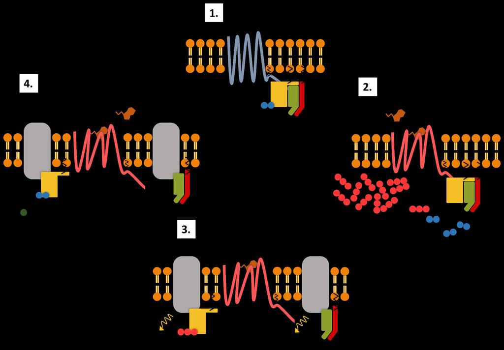 Part II: G-protein coupled receptors in general Agonist
