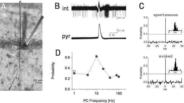 2of5 J. Neurosci., 2002, Vol. 22 Marshall et al. Pyramidal Cell Interneuron Spike Transmission Figure 1. Schematized recording procedure.
