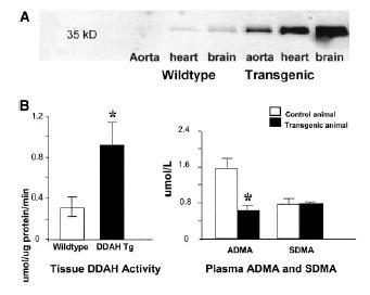 % change NOS activity % change Effects of DDAH overexpression in mice Increased