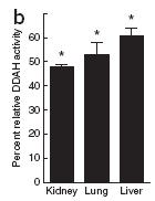 Disruption of DDAH-1 impairs vascular function in mice