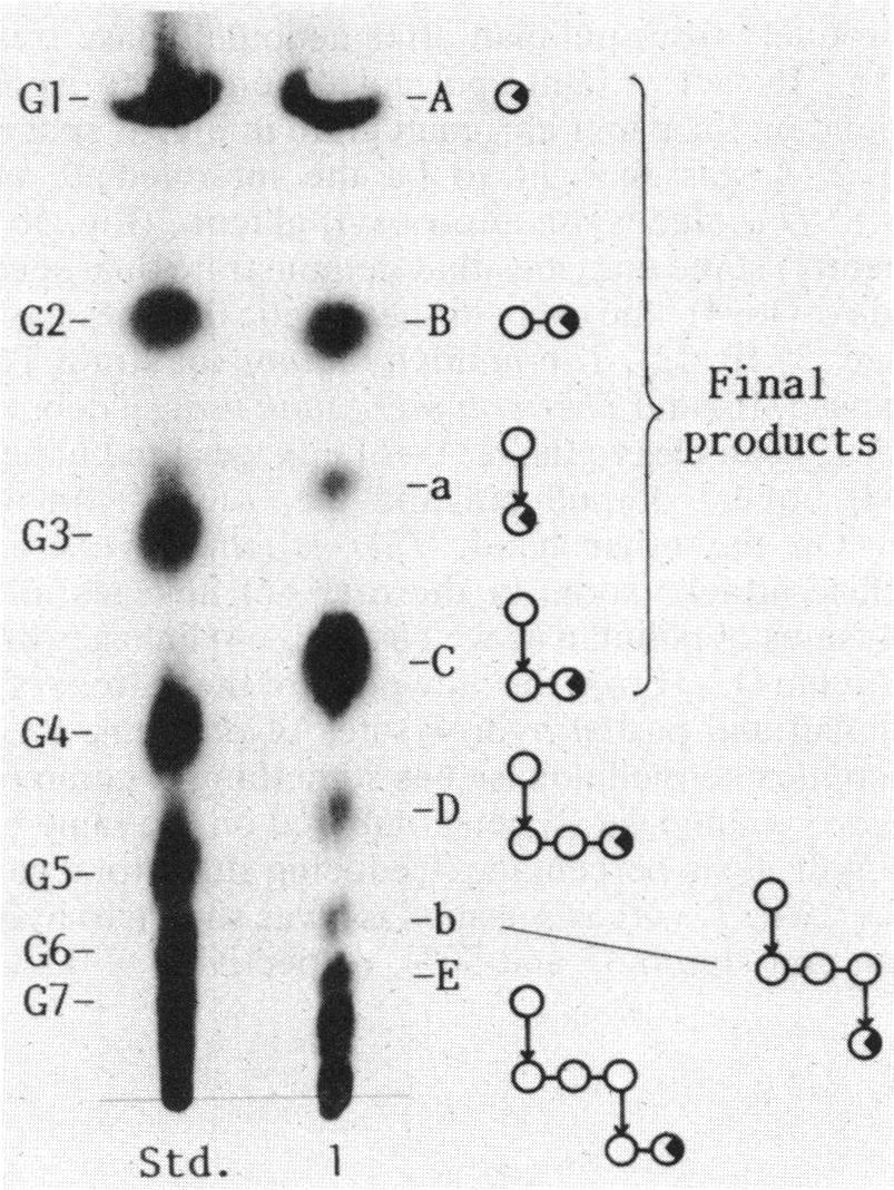 VOL. 171, 1989 PATTERN OF ACTION OF NEOPULLULANASE 373 1 st step 2nd step 3rd step 62 O a -(63-O- a -GlucosYI - aaltotriosyl) -maltose ----- 1st step FIG. 3. Model of pullulan hydrolysis by neopullulanase.