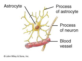 Astrocytes In CNS Star-shaped cells Help form blood-brain barrier by covering blood