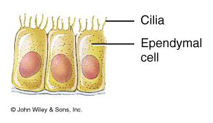 Ependymal cells In CNS Form epithelial membrane lining cerebral