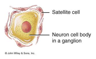 Satellite Cells In PNS Flat cells surrounding neuronal cell