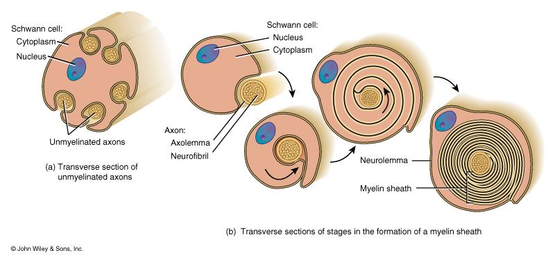 Myelination in PNS In PNS Schwann cells myelinate (wrap around) individual axons in the PNS during fetal development Schwann cell cytoplasm &