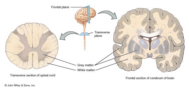 Gray and White Matter White matter = myelinated processes (white in color) Gray matter = nerve cell bodies, dendrites, axon terminals, bundles of unmyelinated axons and neuroglia (gray color) In the