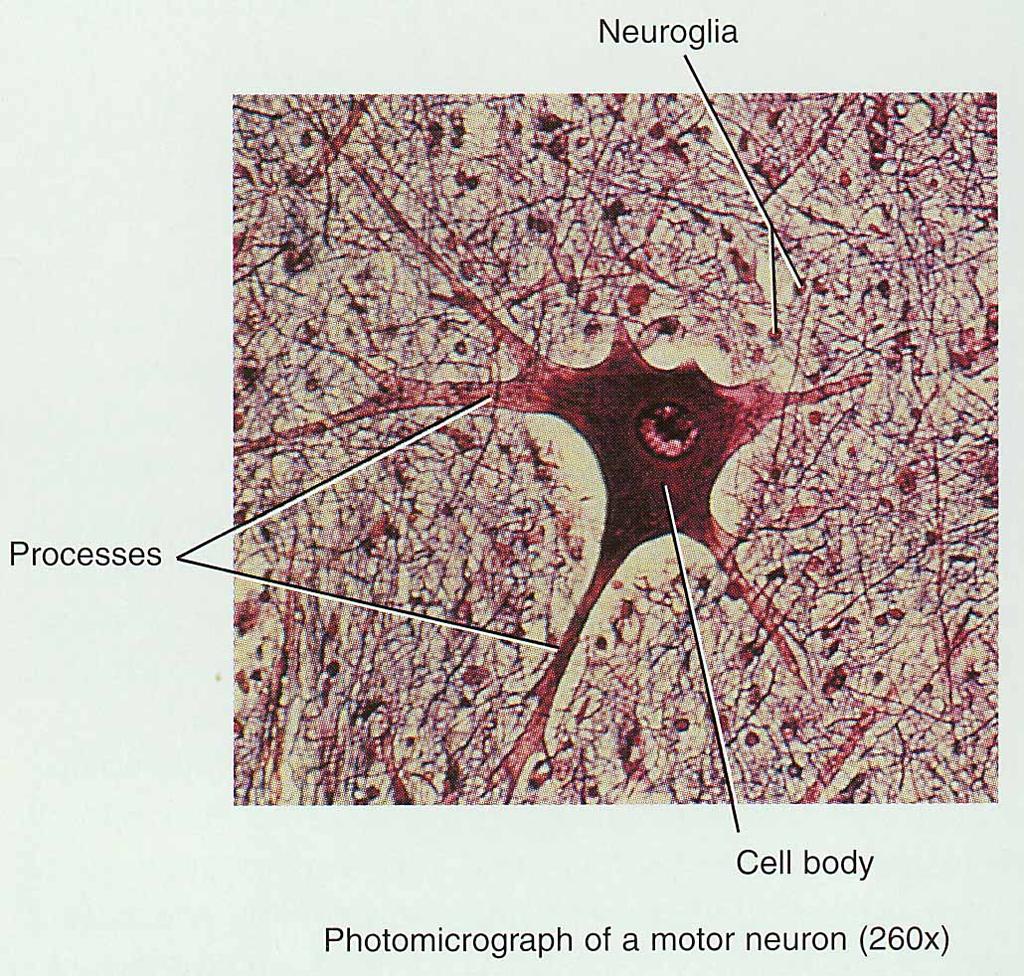 Neuroglial Cells Do not produce action potentials(ap) Half of the volume of the CNS