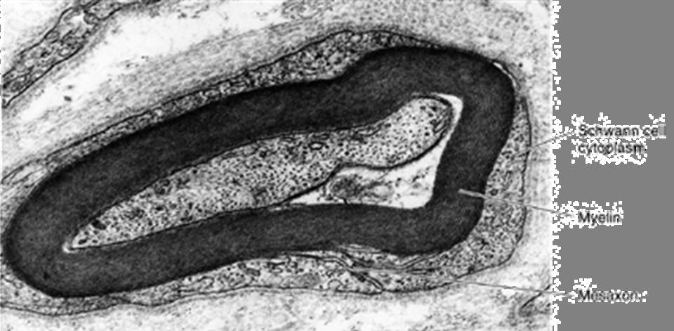 axon Electron micrographs of a myelinated nerve fiber.