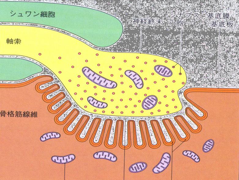 Schwann cell axon Synaptic Basement Synaptic Axon