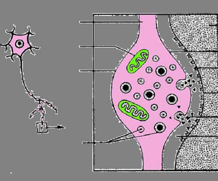 axon mitochondria varicosity