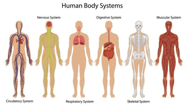 Different organs can work together as subsystems to form organ systems that carry out complex functions (e.g., the heart and blood vessels work together as the circulatory system to transport blood and materials throughout the body).