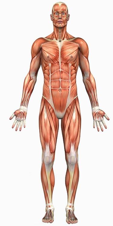 Bodies and Systems The Muscular System The muscular system attaches to the skeletal system to allow the body to move and also permits movement of internal organs, such as the heart and intestines.