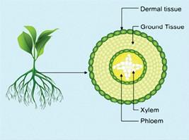 For example, xylem is a tissue that moves water and other materials from the roots to the stems and leaves, while the phloem is a tissue that moves sugars throughout the plant.