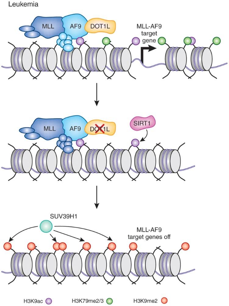 DOT1L Is Required for MLL-Rearranged Leukemia -DOT1L deficient MLL-fusion cells do not induce leukemia -MLL-fusion driven gene expression program decreased -Cells Transformed by HoxA9/Meis1