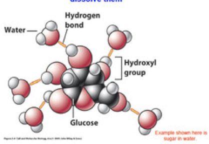 Notice that if water molecules are attracted to and are binding to polar portions of biological molecules, they are unable to perform the work of dissolution since they are already