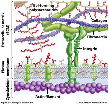 EXTRACELLULAR MATRIX (ECM) The extracellular matrix is composed of structure proteins : collagen and elastin, and of a fluid gel made of