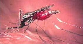 Malaria is transmitted by the bite of a mosquito of the genus Anopheles infected by Plasmodium. Only females have a blood meal, and are responsible for disease transmission.