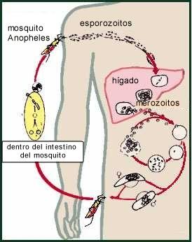 Life Cycle of the Malaria Parasite: An Overview Anopheles bites infected person and ingests gametocytes; sexual multiplication takes place; sporozoites develop and migrates to salivary glands When