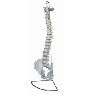 Human Anatomy Models 11 ANATOMY Joint & Vertebrae Models 5 7 Spine with Pelvis Order number: H129993