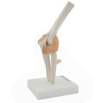 4260306779420 L12 x H24 x W12 cm 18 Hip Joint with Ligaments Order