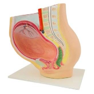 Human Anatomy Models 14 OVERVIEW - ANATOMY MODELS FEMALE ANATOMY MODELS No. Category Model Dimensions in cm Ord. no.