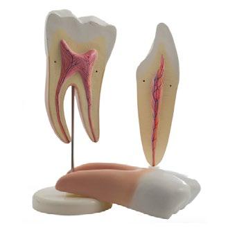 H130028 3 Human Dental Human Teeth L6,5 x H6,5 x W10 cm H130596 4 Human Dental Transparent Jaw Model Set of Children s Teeth L7 x H6,5 x W10 cm