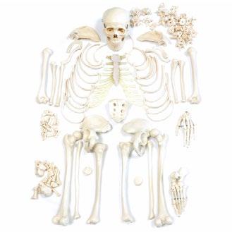Human Anatomy Models 8 ANATOMY Skeleton Models 4 6 Skeleton Set Order number: H130370 GTIN: 4260306779383 5 Desktop Skeleton Order