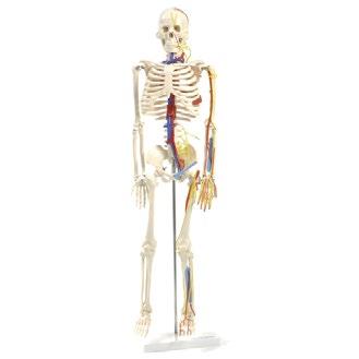 4260306779895 L20 x H85 x W9 cm Flexible Skeleton with Ligaments Order number: H130985 GTIN: 4260306779734 L38 x H180 x W20 cm Human