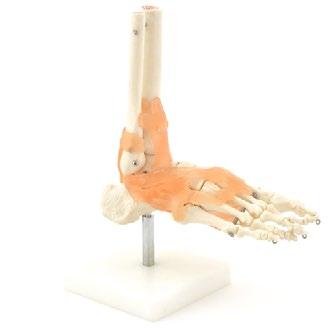 Human Anatomy Models 9 ANATOMY Skeleton Models 10 Hand Skeleton with Ligaments Order number: H130371 GTIN: 4260306779871 L11,5 x H23 x W7,5 cm 11 Foot Model with Ligaments Order number: H130247 GTIN: