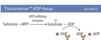 Figure 2 Transcreener Assay: Homogenous Nucleotide Detection Transcreener ADP monoclonal Ab binds ADP selectively Transcreener AMP/GMP Ab binds AMP selectively Transcreener AMP/GMP Assay far red FP