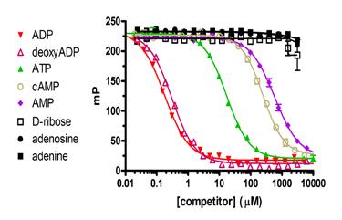 for ADP and AMP detection. The ADP antibody discriminates ADP with greater than 100-fold selectivity versus ATP.