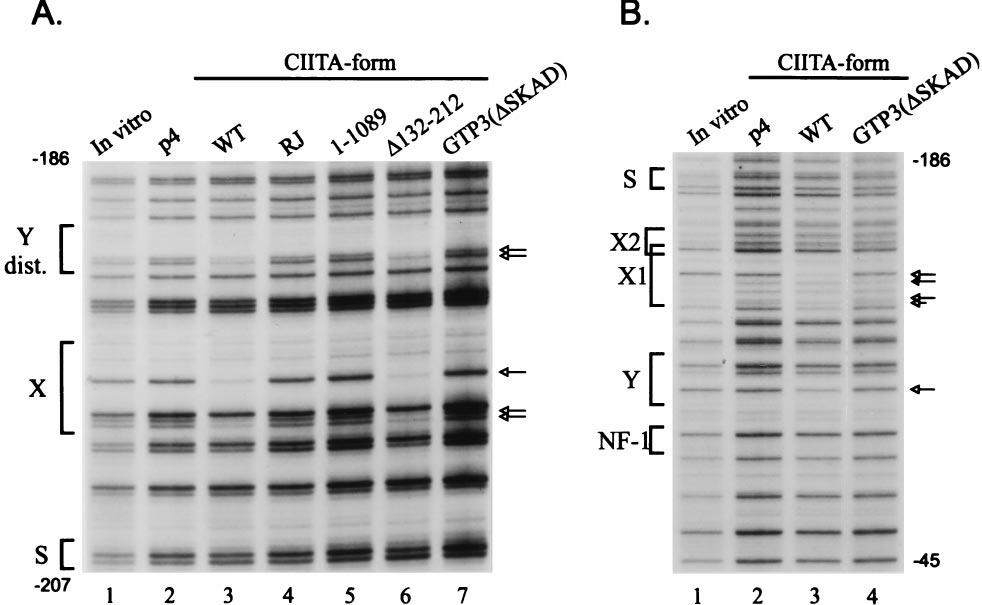 6270 Genetics: Wright et al. Proc. Natl. Acad. Sci. USA 95 (1998) by wild-type CIITA.