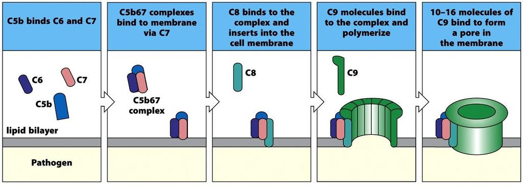 Membrane Attacking Complex (MAC) formation MAC Confirmational changes allow the C5b67 complex to insert itself into the membrane that further