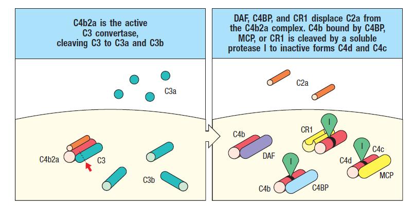 DAF and CR1 displace C2a from C4b2a Factor H Competes with Bb to bind to C3b