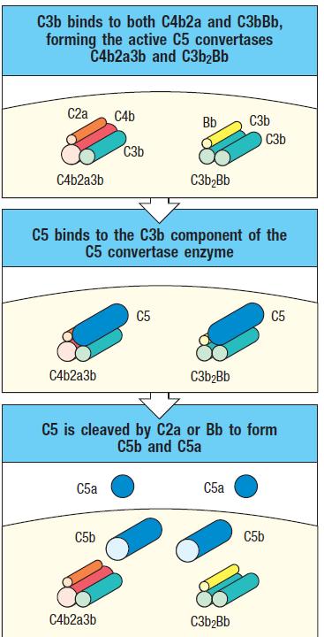 Amplification of C3 convertase and formation of C5 convertase Together with other components, attached C3b forms C5 convertase C3b after the cleavage of the C3 into C3a and C3b; binds covalently