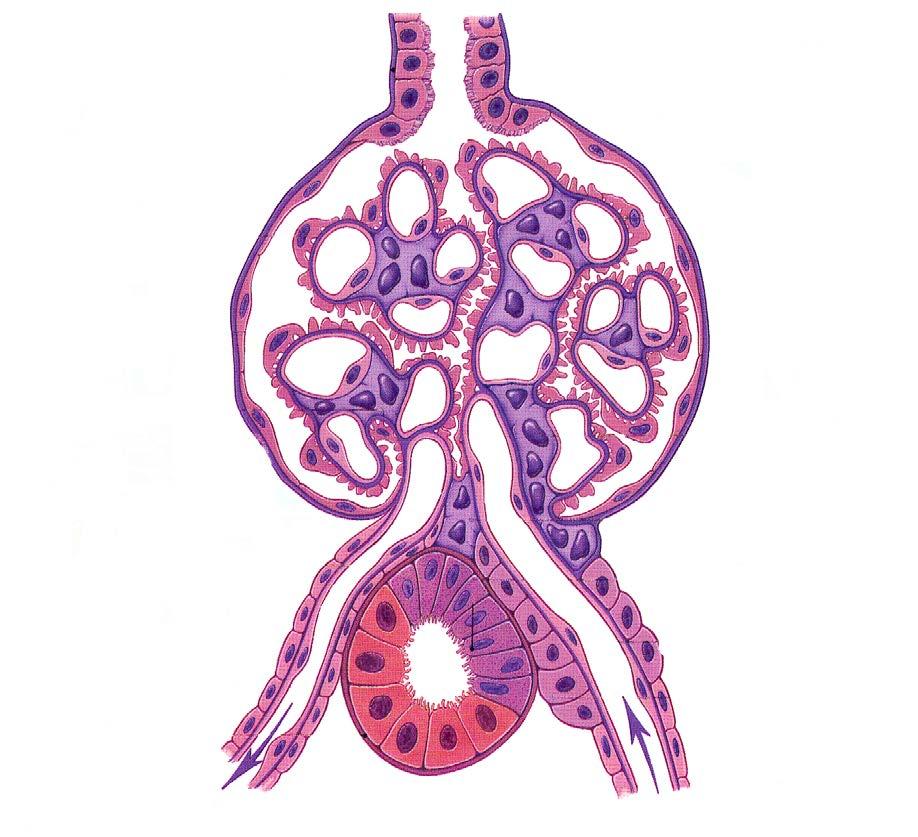 Glomerular Structure Mesangial Cell Capillary Loop Endothelial