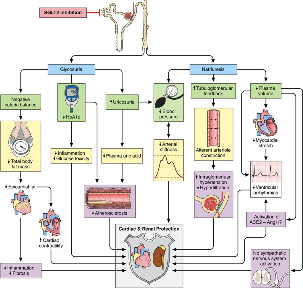 Physiologic mechanisms implicated in the cardiovascular and renal protection