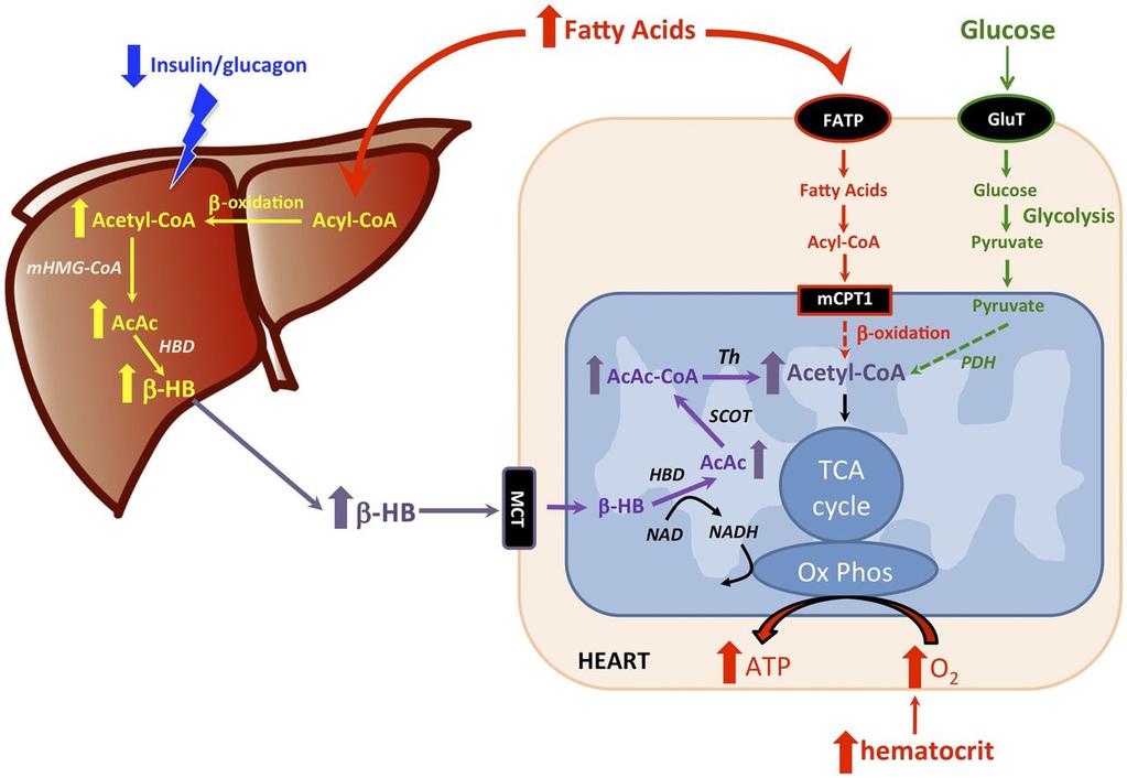 Raised circulating FFAs are taken up by the liver and metabolized