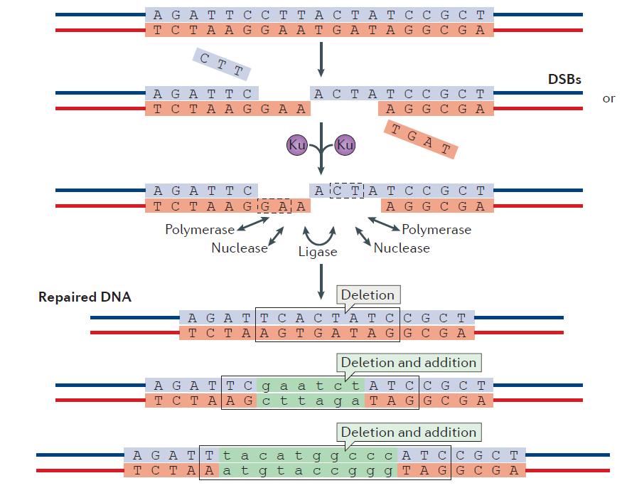 Cancer Risk Caused by Errors during DNA Repair Surviving cells attempt to repair the DNA double strand breaks Repair frequently leads to changes in the underlying base sequence* The accumulation of