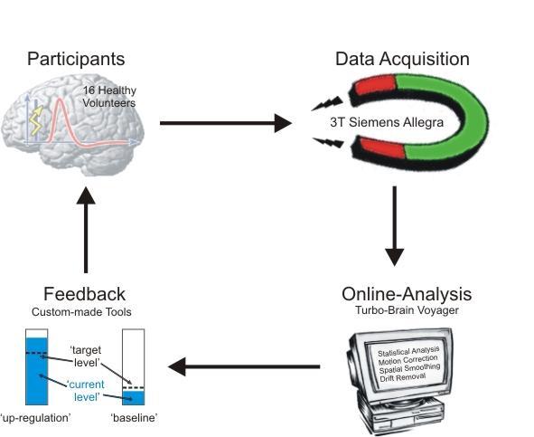 Neurofeedback exemplary data: Visual Cortex Spontaneous activity in the visual cortex at rest: Even in the absence of external stimulation, fluctuations in spontaneous brain activity predict whether